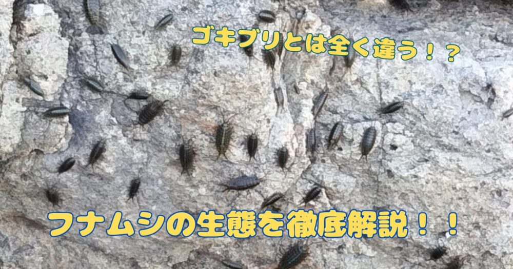 フナムシとは?噛んだりするのか?ゴキブリとどう違うのか徹底解説します! | たろ男.com